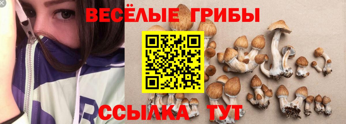 Переславль-Залесский  где можно купить   Вход с VPN  Псилоцибиновые грибы GOLDEN TEACHER 